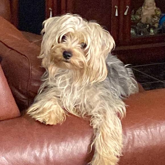 Meet your Posher, yamy - Picture 7 of 10